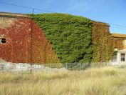 2010-10-27-051-Russian-and-other-vine