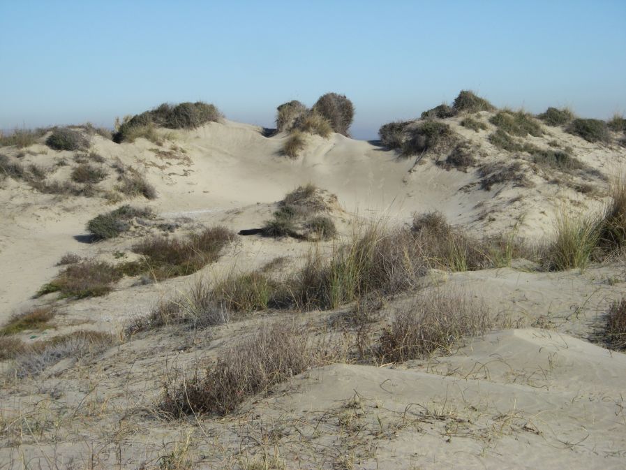 2010-10-28-015-Dunes