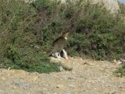 2010-10-28-025-Sete-Hunting-Cat