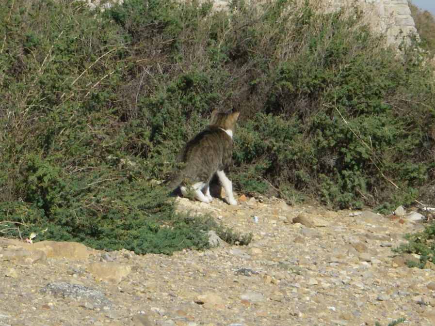 2010-10-28-025-Sete-Hunting-Cat