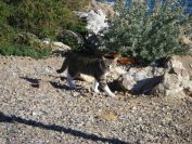 2010-10-28-026-Sete-Cat