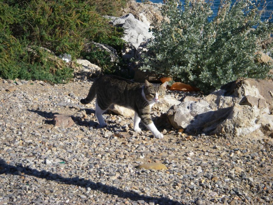 2010-10-28-026-Sete-Cat