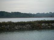 2010-10-29-015-Canal-du-Rhone-a-Sete-Flamingos
