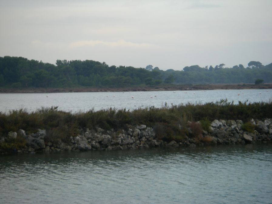 2010-10-29-015-Canal-du-Rhone-a-Sete-Flamingos