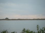 2010-10-29-018-Canal-du-Rhone-a-Sete-Flamingos