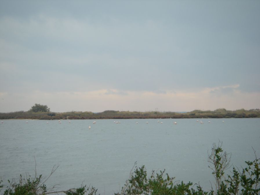 2010-10-29-018-Canal-du-Rhone-a-Sete-Flamingos