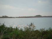 2010-10-29-019-Canal-du-Rhone-a-Sete-Flamingos