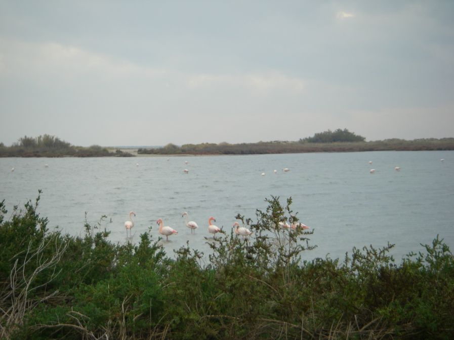 2010-10-29-019-Canal-du-Rhone-a-Sete-Flamingos