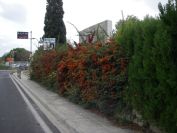 2010-10-29-037-Fireycanthus
