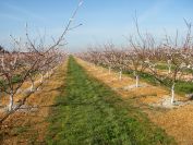 2011-02-23-003-Blossom
