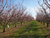 2011-02-23-004-Blossom