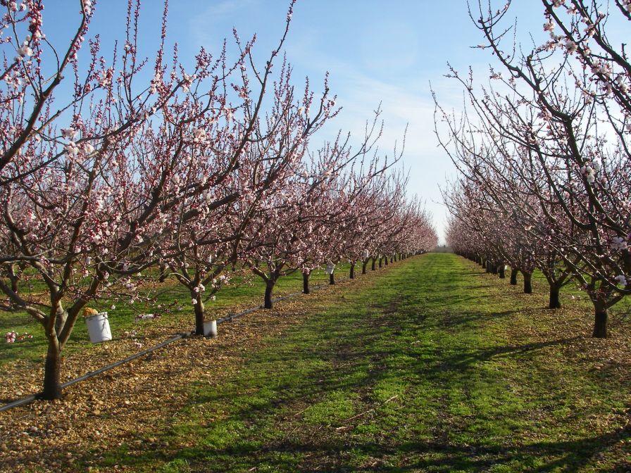 2011-02-23-004-Blossom