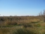 2011-02-23-019-Camargue