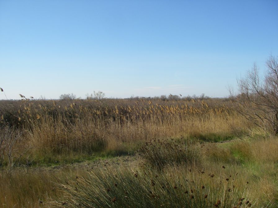 2011-02-23-019-Camargue