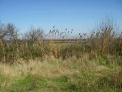 2011-02-23-020-Camargue