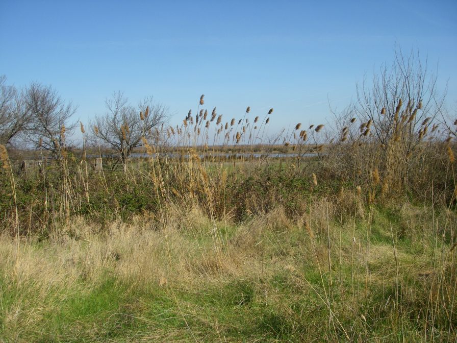 2011-02-23-020-Camargue