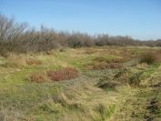 2011-02-23-021-Camargue
