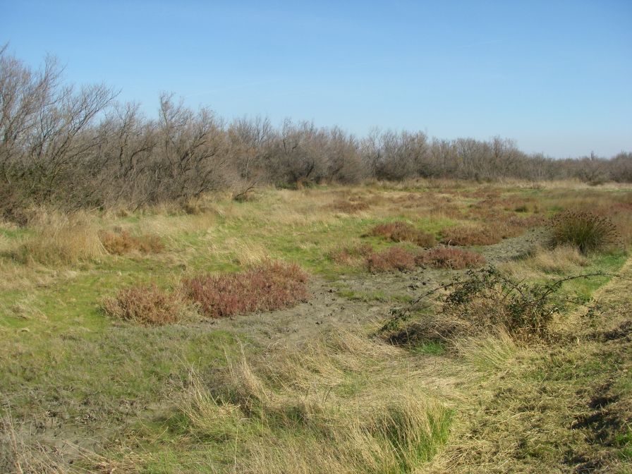 2011-02-23-021-Camargue
