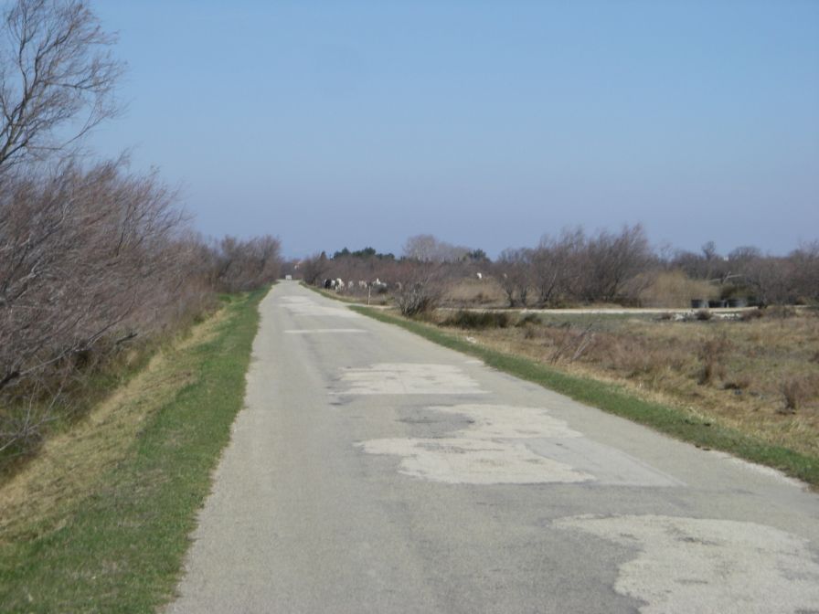 2011-02-23-022-Camargue-Horses