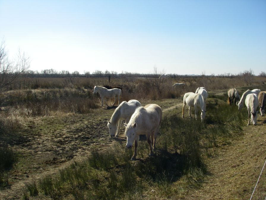 2011-02-23-025-Camargue-Horses