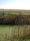 2011-02-23-031-Camargue