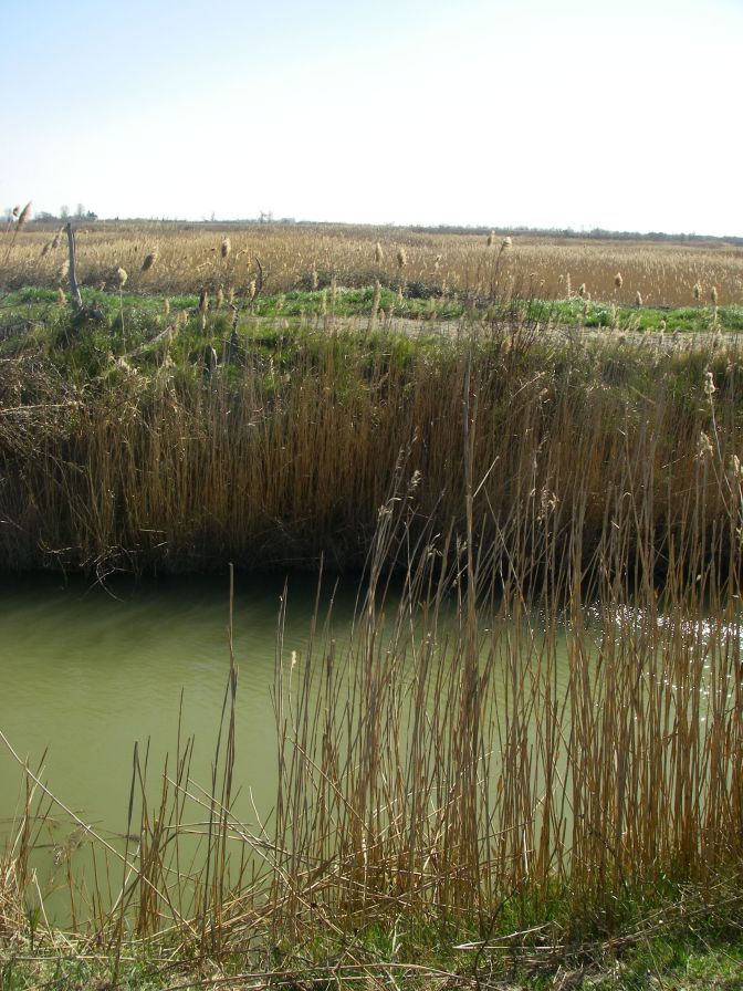 2011-02-23-031-Camargue