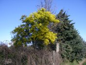 2011-02-23-035-Mimosa