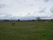 2011-02-22-015-Nimes-in-the-distance