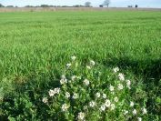 2011-02-21-005-White-cabbage-corn-field