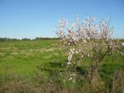2011-02-21-006-Blossom