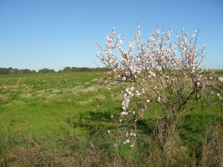 2011-02-21-006-Blossom