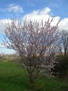 2011-02-21-017-Blossom