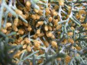 2011-02-21-021-Pines