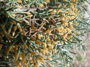 2011-02-21-022-Pines