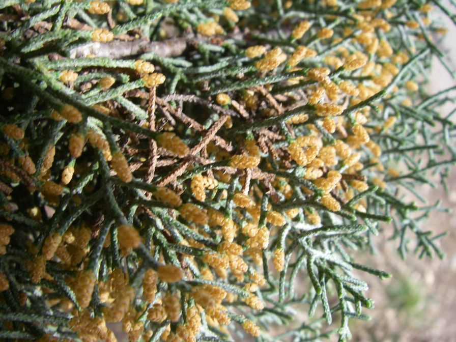 2011-02-21-022-Pines