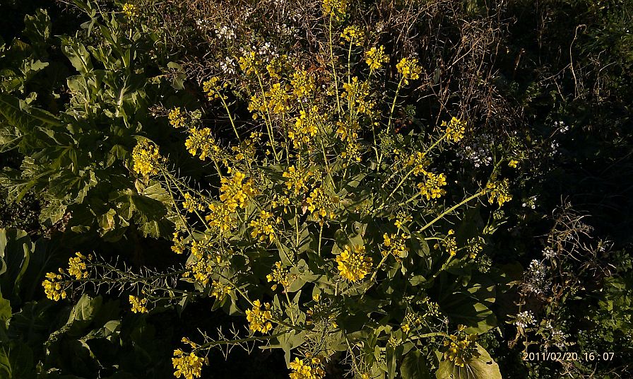 2011-02-20-001-Yellow-Cabbage