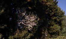 2011-02-20-004-Almond-Blossom