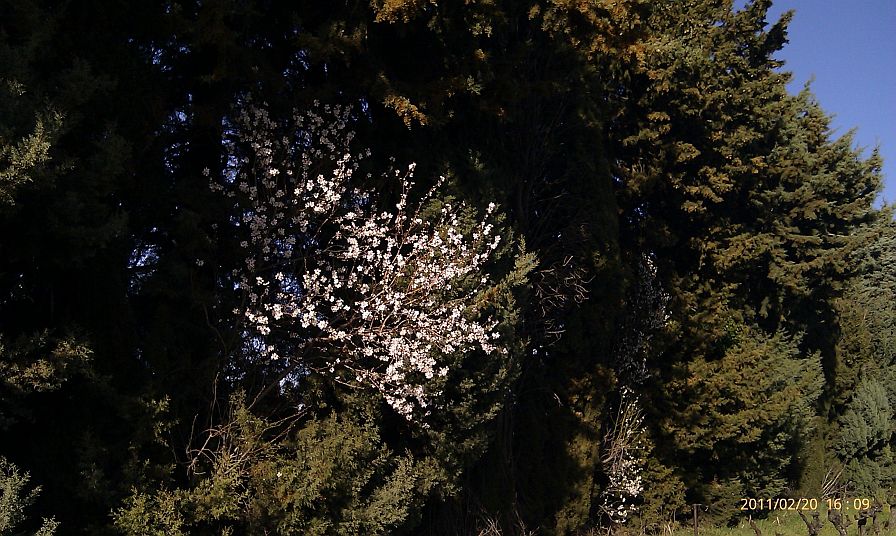 2011-02-20-004-Almond-Blossom