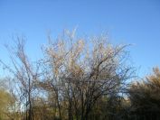2011-02-27-001-Blossom