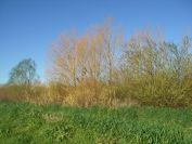 2011-02-27-002-Blossom