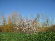 2011-02-27-003-Blossom