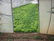 2011-02-24-003-Letuce-in-a-Plastico