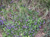 2011-02-24-005-Violets