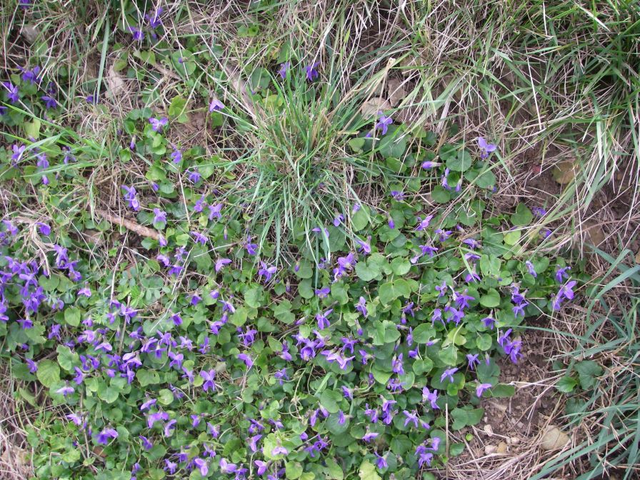2011-02-24-005-Violets