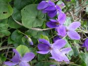 2011-02-24-006-Violets