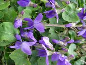 2011-02-24-007-Violets