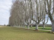 2011-02-24-008-Plane-Trees