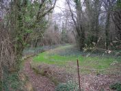 2011-02-25-004-Woodland