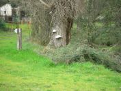 2011-02-26-004-Bracket-Fungi
