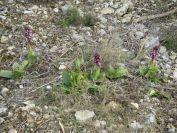 2011-02-26-015-Orchids